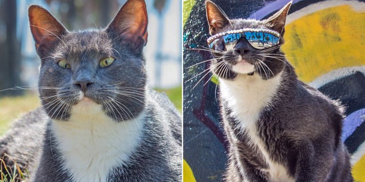 Sunglasses Cat